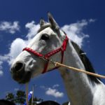 『桜花賞2018』アンコールプリュの血統と騎手と調教について【馬楽園的注目馬】