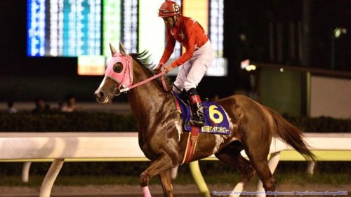 東京スプリント18 白くてかわいいスノードラゴンとアラブの血を引くコーディーの10歳馬に注目 血統や調教も マイナー血統の競馬浪漫 馬楽園 Com