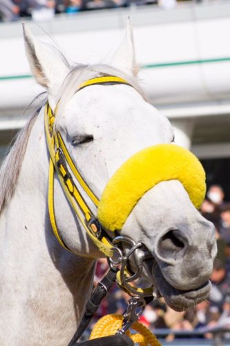 東京スプリント18 白くてかわいいスノードラゴンとアラブの血を引くコーディーの10歳馬に注目 血統や調教も マイナー血統の競馬浪漫 馬楽園 Com
