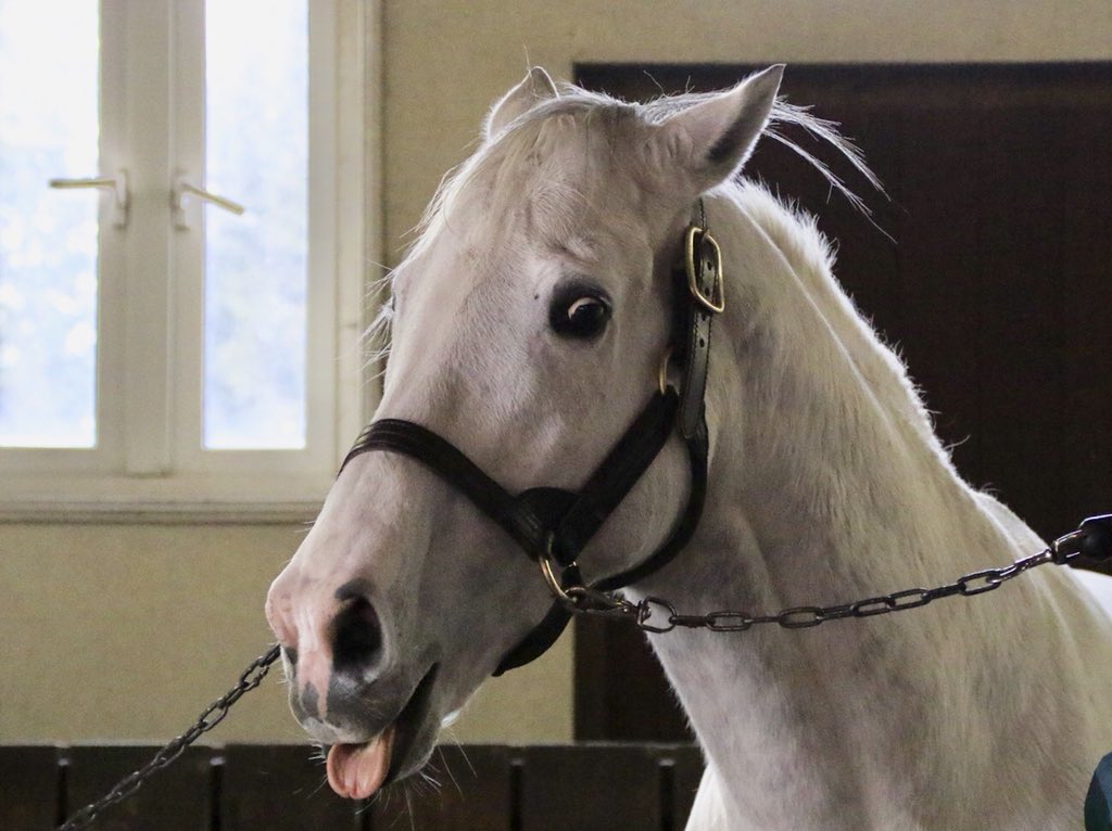 ２歳戦が早くも開始 注目の19新種牡馬はかわいいゴールドシップとクラグオーだ 馬楽園的コラム マイナー血統の競馬浪漫 馬楽園 Com