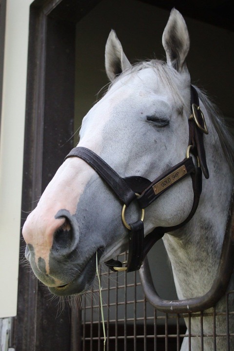 ２歳戦が早くも開始 注目の19新種牡馬はかわいいゴールドシップとクラグオーだ 馬楽園的コラム マイナー血統の競馬浪漫 馬楽園 Com